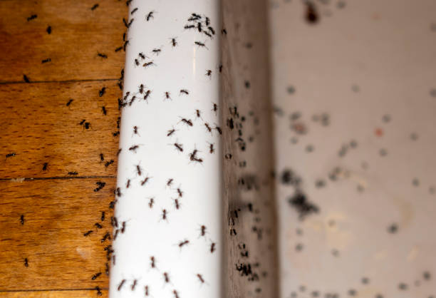 Best Pest Removal Services  in Hampstead, NC