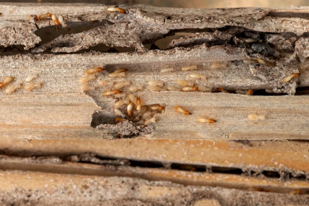 Best Residential Pest Control  in Hampstead, NC
