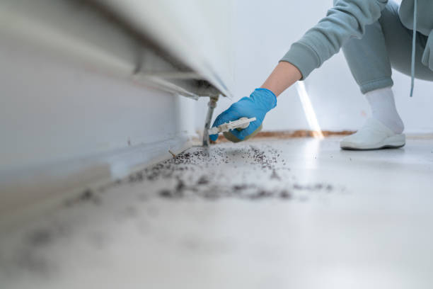 Best Pest Control Near Me  in Hampstead, NC
